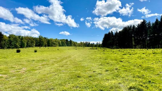 Dunnottar Woods