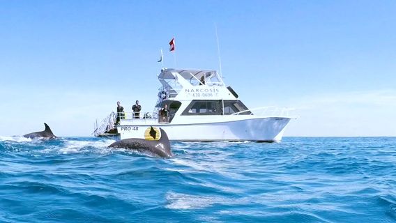 Narcosis Dive Company