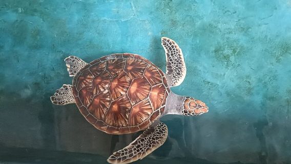 Sea Turtle Hatchery Centre, Mahamodara