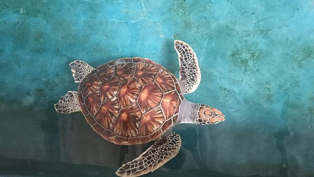 Sea Turtle Hatchery Centre, Mahamodara