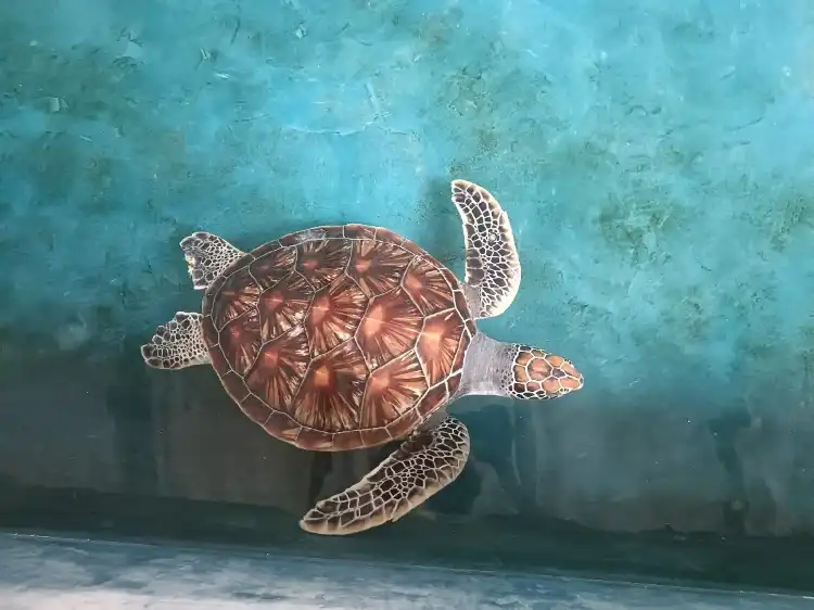 Hotels near Sea Turtle Hatchery Centre, Mahamodara