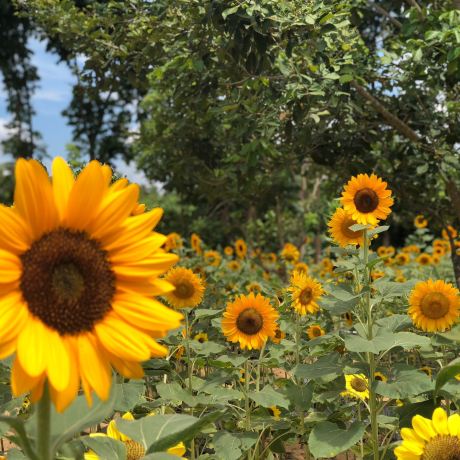 Sunshine Farm Philippines