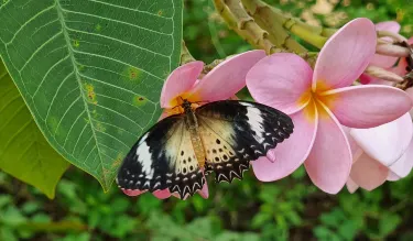 Butterfly Paradise