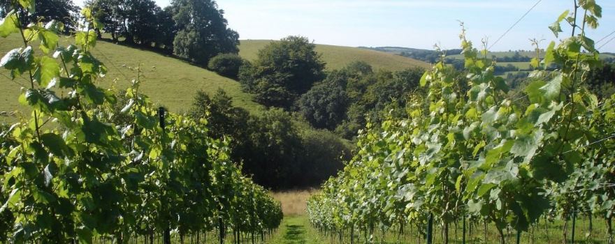 Wellhayes Vineyard
