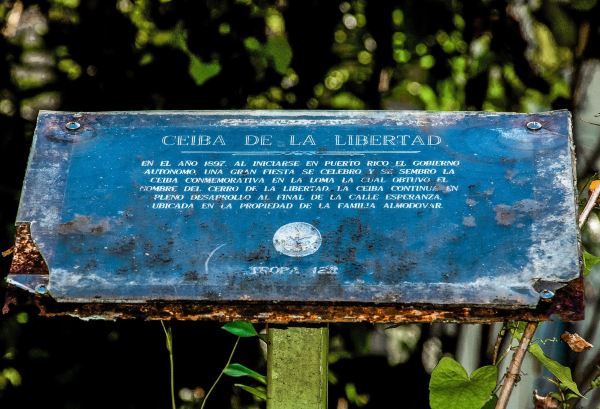 Ceiba de la Libertad