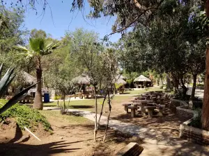 Los Cactus