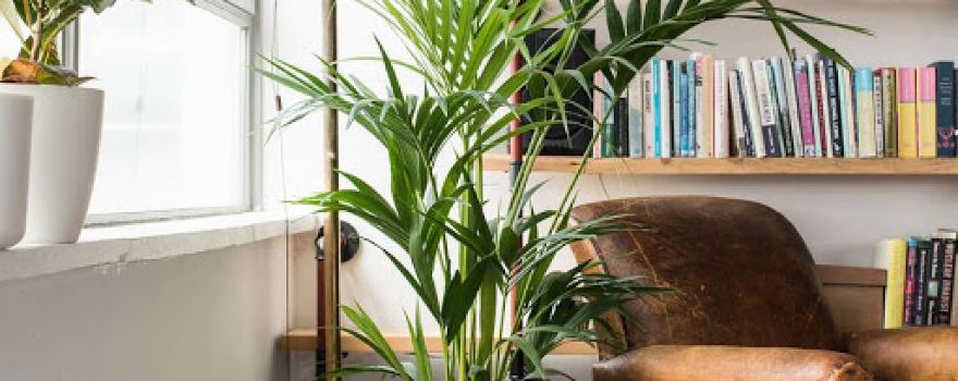 Patch – Indoor plants, houseplants and outdoor plants