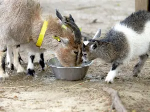 Tibro Minizoo
