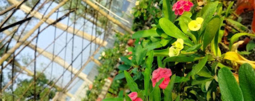 Asif's Garden ( Asifthecactoboy)