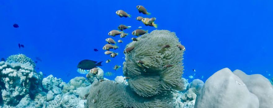 Fehi Velaa Dive