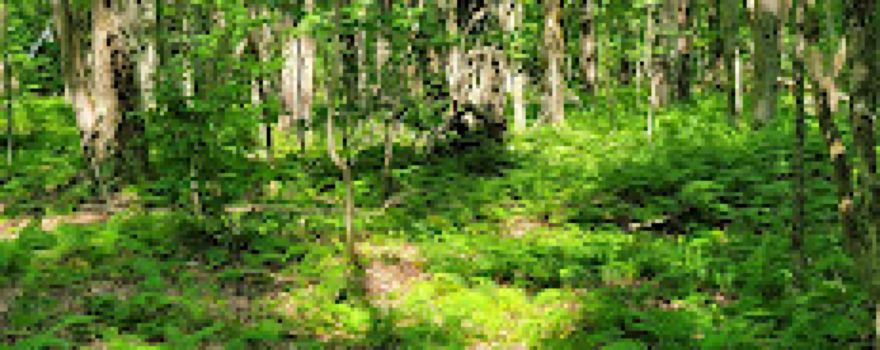 Pharsalia Wildlife Management Area
