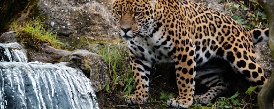 Spirit of the Jaguar