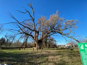 The Granit Oak