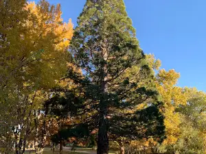 Lassen Historical Museum