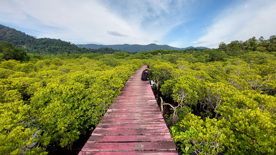 Salak Phet Mangrove Forest