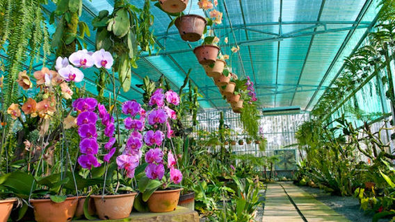 Orchid Garden