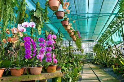 Orchid Garden