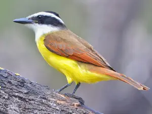 Salineño Wildlife Preserve
