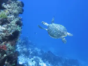 Lazy Turtle Dive Alor