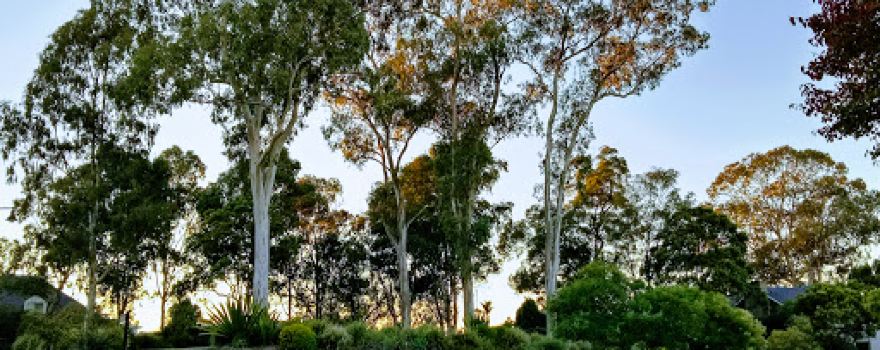 Treetop Park