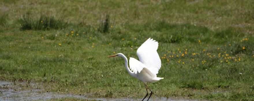 Observatoire ornithologique