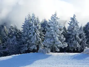 Marys Peak Botanical Special Interest Area