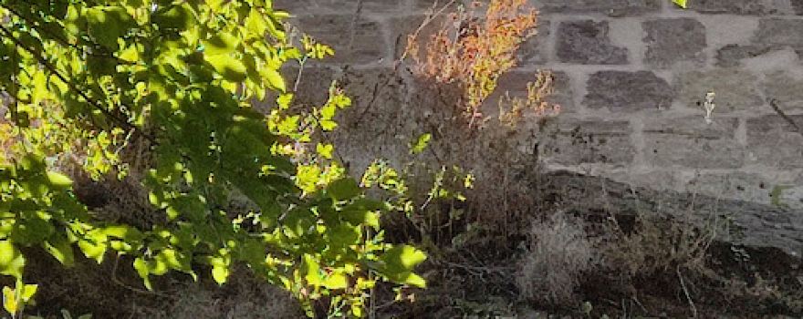 Château de Salm (Ruines)