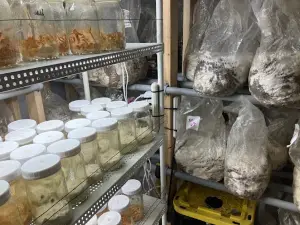 THE MYCELIUM EMPORIUM