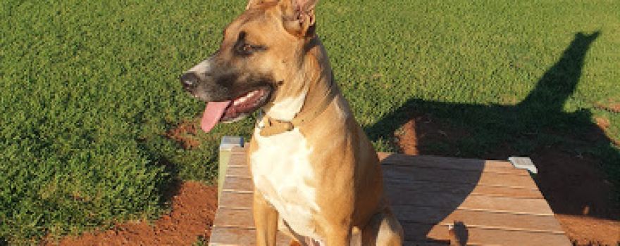 Edwards Park Dog Exercise Area