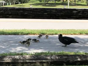 Royal Palm Beach Commons Park