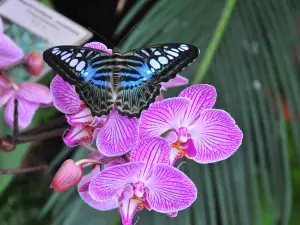 Jardins des Papillons