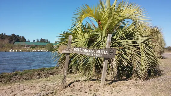 FOREST OF CONSTITUENTS