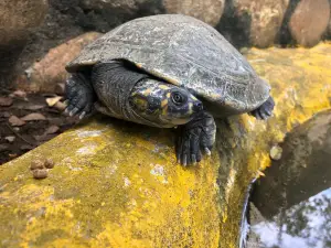 Bioparque Los Ocarros