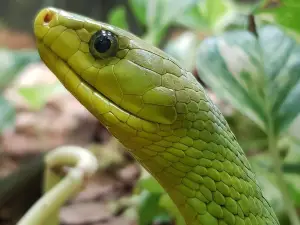 Reptilienzoo Happ