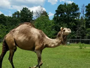 Jubilee Zoo - Petting Zoo & Play Place