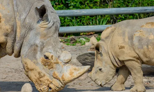 多特蒙德動物園