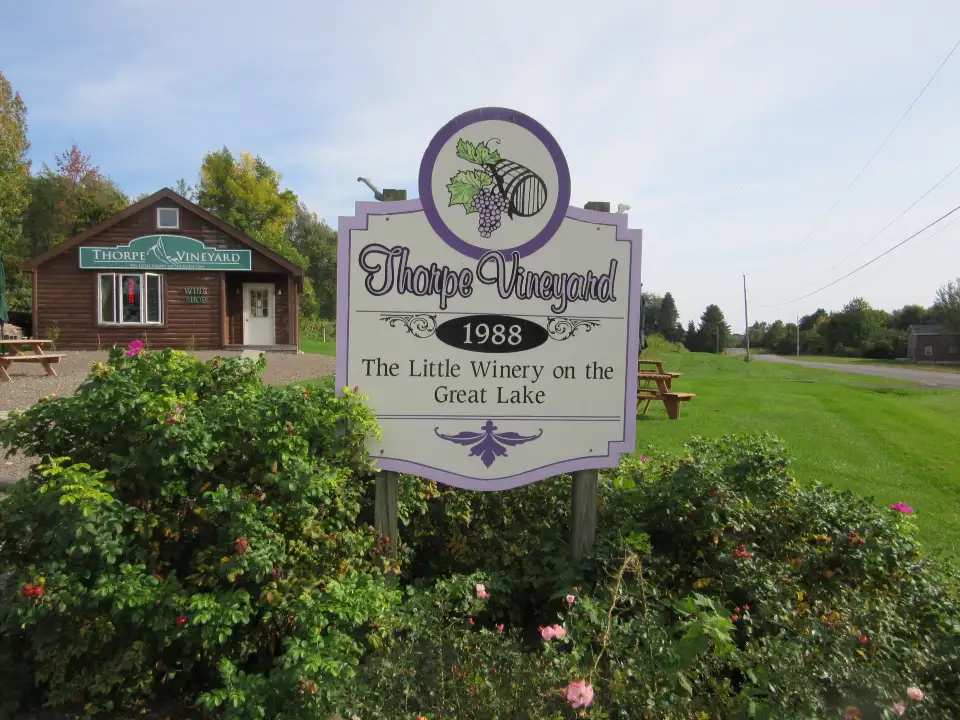 2_Thorpe Vineyard