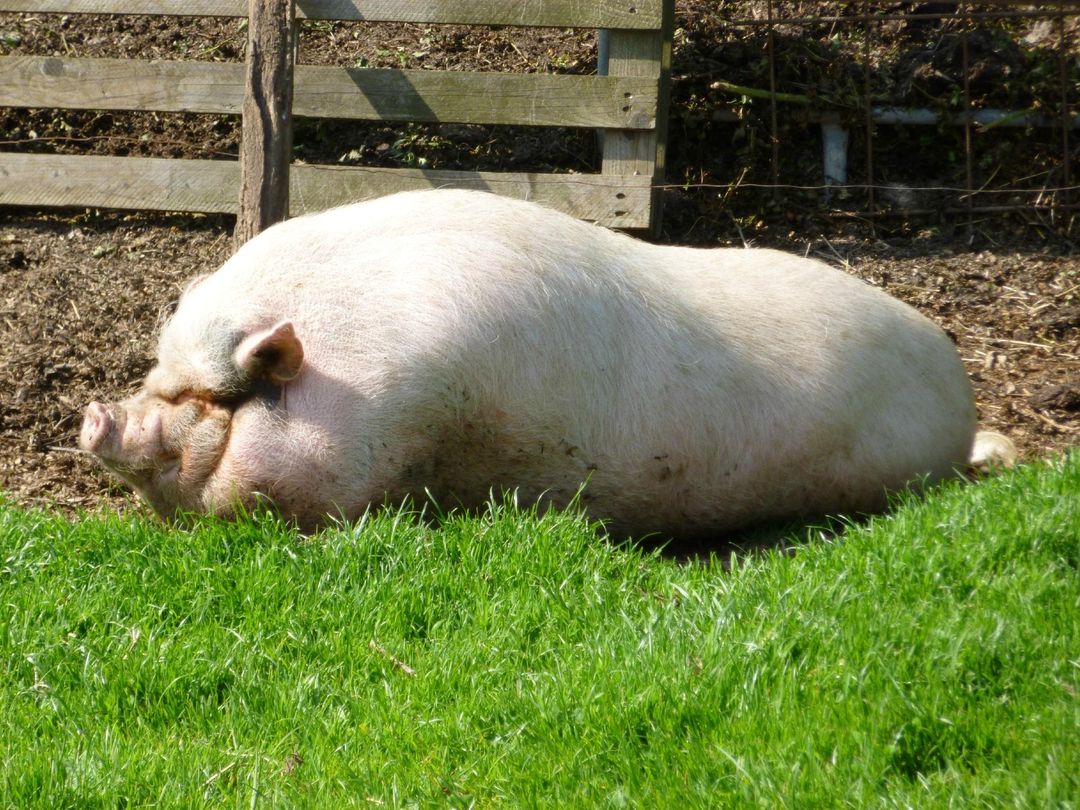 3_La Colline Aux Animaux
