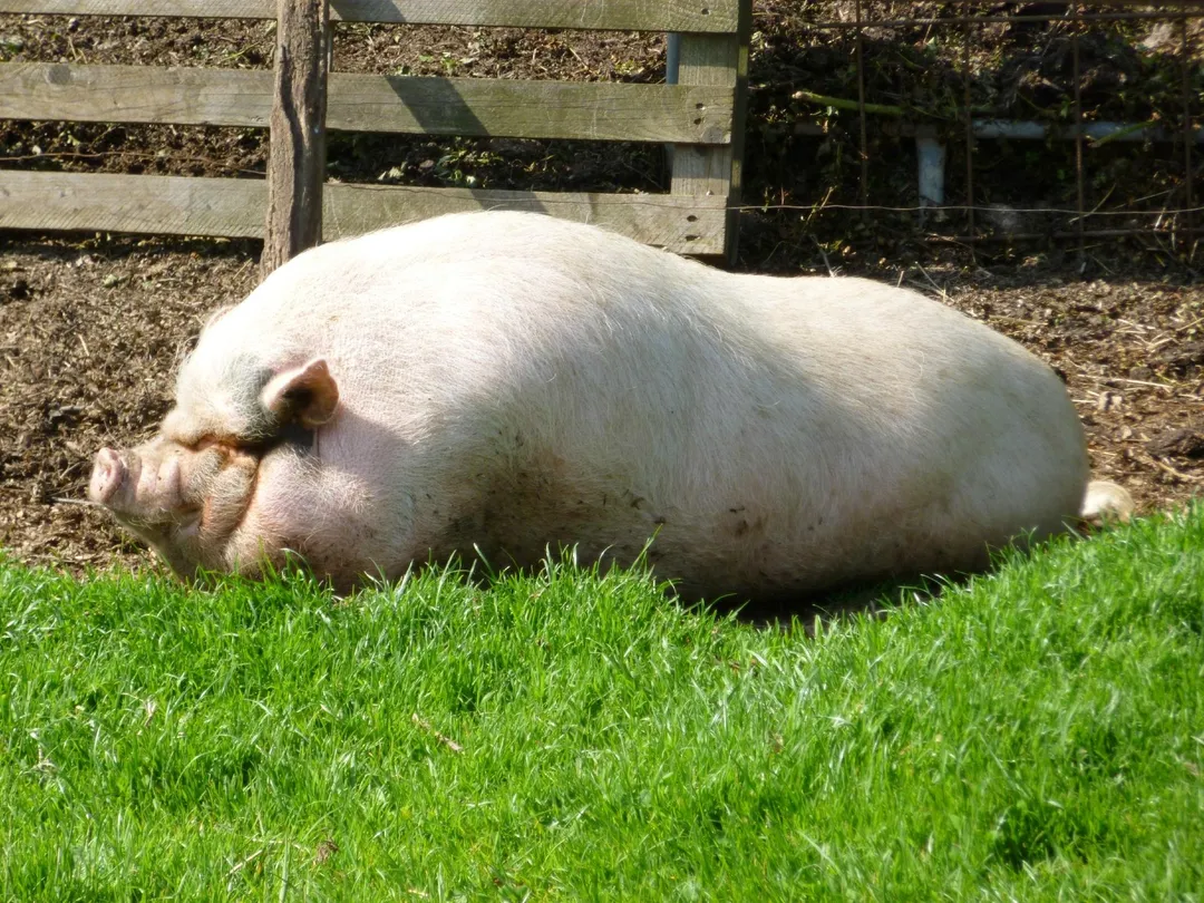 3_La Colline Aux Animaux