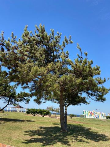 Rambla de Piriapolis