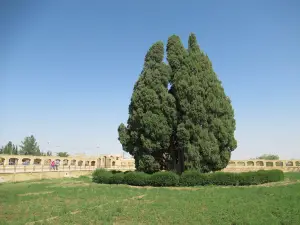 Cypress of Abarkuh