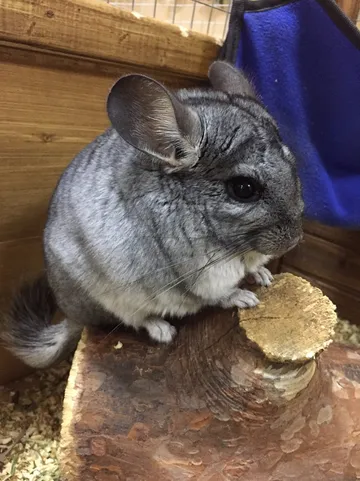 3_Контактный зоопарк УтиПути