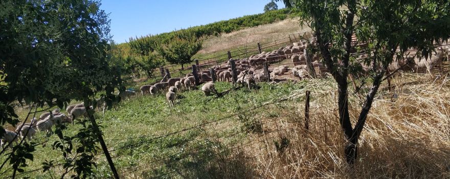 Ballinaclash Orchard and Cellar Door