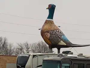 World's Largest Pheasant