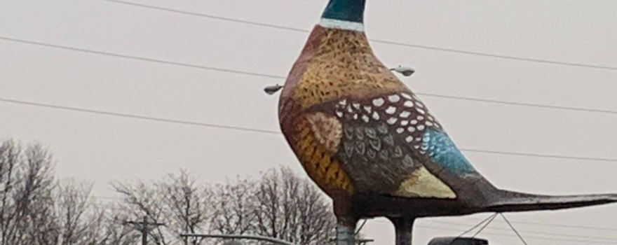 World's Largest Pheasant