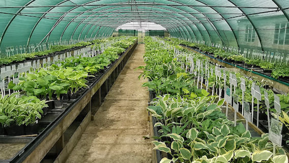 Mickfield Hostas