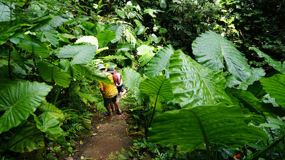 Wat Pa (Big Buddha Forest Temple)