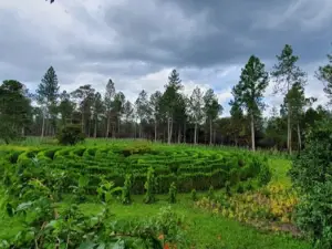Finca Forestal San Nicolás