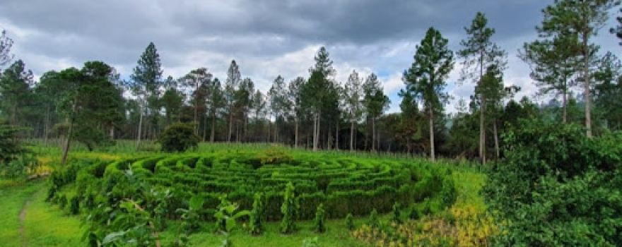 Finca Forestal San Nicolás