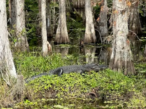 Townsend & Sons Everglades Outfitters